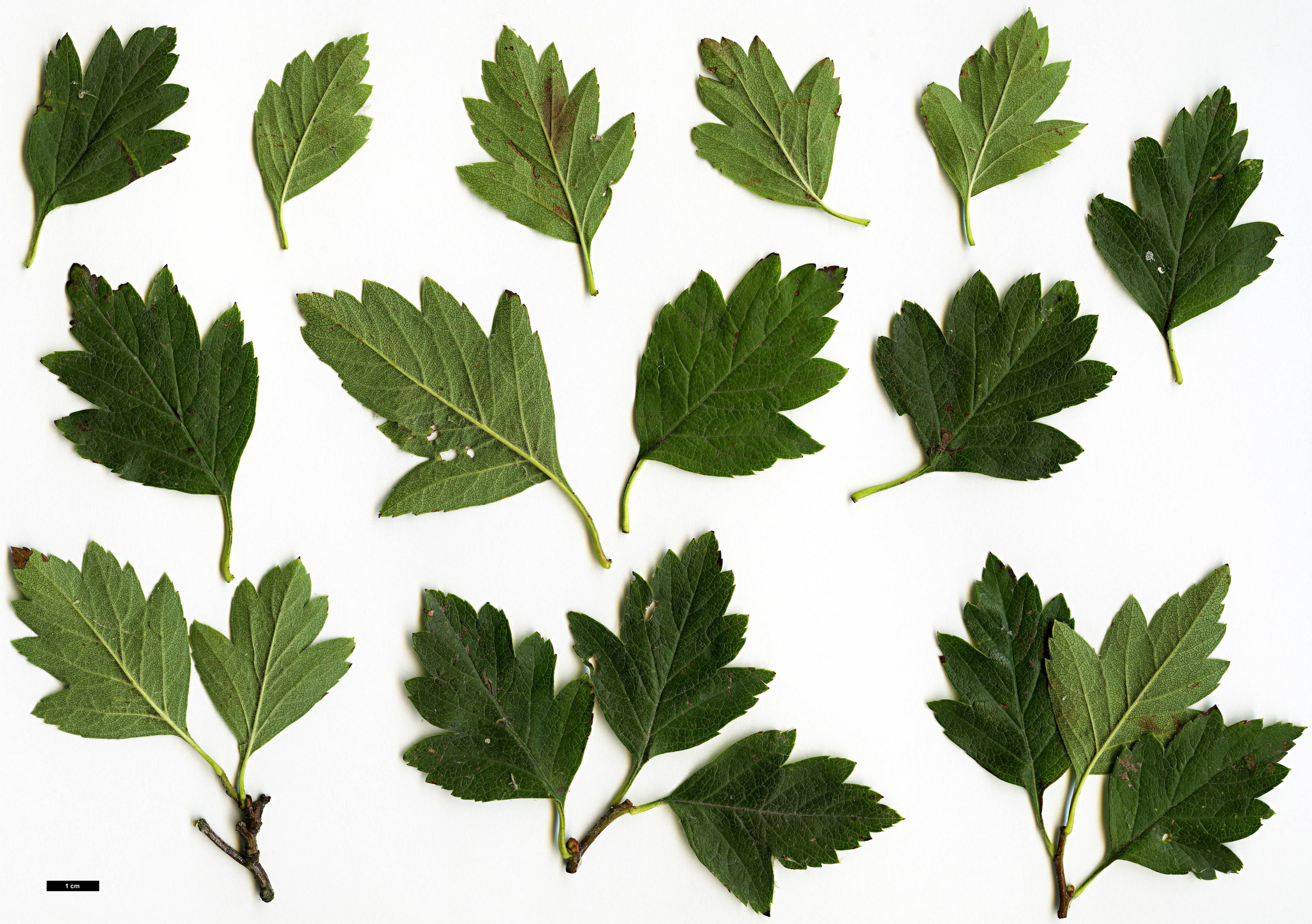 High resolution image: Family: Rosaceae - Genus: Crataegus - Taxon: chlorosarca
